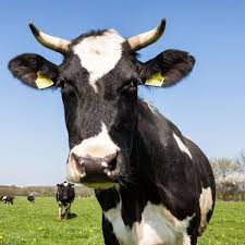 [A Must Read]! SAPA SEASON: I Sincerely Wish I Was A Cow – Depressed Man Cries Out