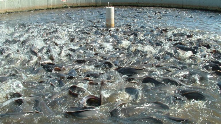 AGRICULTURE: Fish Farmers Lose ₦500m Investment To Flood In Ogun